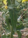 leaf  : nom scientifique : Verbascum nigrum L. , Verbascum , Scrophulariaceae 