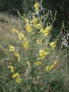 whole  : nom scientifique : Verbascum nigrum L. , Verbascum , Scrophulariaceae 