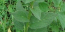 leaf  : nom scientifique : Verbascum nigrum L. , Verbascum , Scrophulariaceae 