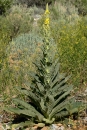 whole  : nom scientifique : Verbascum thapsus L. , Verbascum , Scrophulariaceae 