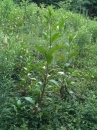 whole  : nom scientifique : Phytolacca americana L. , Phytolacca , Phytolaccaceae 