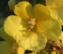 flower : nom scientifique : Verbascum thapsus L. , Verbascum , Scrophulariaceae