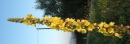 flower : nom scientifique : Verbascum thapsus L. , Verbascum , Scrophulariaceae