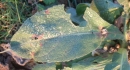 leaf : nom scientifique : Verbascum thapsus L. , Verbascum , Scrophulariaceae