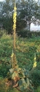 whole : nom scientifique : Verbascum thapsus L. , Verbascum , Scrophulariaceae