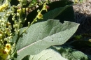 leaf  : nom scientifique : Verbascum thapsus L. , Verbascum , Scrophulariaceae 