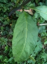 leaf  : nom scientifique : Phytolacca americana L. , Phytolacca , Phytolaccaceae 