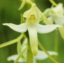 flower  : nom scientifique : Platanthera bifolia (L.) Rich. , Platanthera , Orchidaceae 