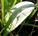 leaf  : nom scientifique : Platanthera bifolia (L.) Rich. , Platanthera , Orchidaceae 