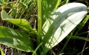 stemleaf  : nom scientifique : Platanthera bifolia (L.) Rich. , Platanthera , Orchidaceae 