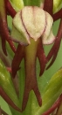 flower  : nom scientifique : Orchis anthropophora (L.) All. , Orchis , Orchidaceae 