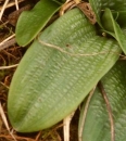 leaf  : nom scientifique : Orchis anthropophora (L.) All. , Orchis , Orchidaceae 