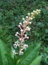 flower  : nom scientifique : Phytolacca americana L. , Phytolacca , Phytolaccaceae 