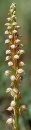 flower  : nom scientifique : Orchis anthropophora (L.) All. , Orchis , Orchidaceae 