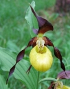 flower  : nom scientifique : Cypripedium calceolus L. , Cypripedium , Orchidaceae 