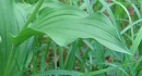 leaf  : nom scientifique : Cypripedium calceolus L. , Cypripedium , Orchidaceae 
