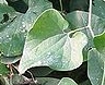 leaf  : nom scientifique : Aristolochia clematitis L. , Aristolochia , Aristolochiaceae 