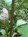 stemleaf  : nom scientifique : Phytolacca americana L. , Phytolacca , Phytolaccaceae 