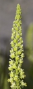 flower  : nom scientifique : Reseda lutea L. , Reseda , Resedaceae 