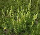 whole  : nom scientifique : Reseda lutea L. , Reseda , Resedaceae 