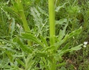 stemleaf  : nom scientifique : Reseda lutea L. , Reseda , Resedaceae 