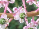 flower  : nom scientifique : Phytolacca americana L. , Phytolacca , Phytolaccaceae 