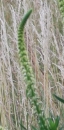 flower  : nom scientifique : Reseda luteola L. , Reseda , Resedaceae 