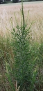 whole  : nom scientifique : Reseda luteola L. , Reseda , Resedaceae 