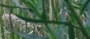 leaf  : nom scientifique : Reseda luteola L. , Reseda , Resedaceae 