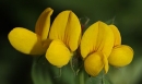 flower  : nom scientifique : Lotus corniculatus L. , Lotus , Fabaceae 