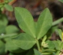 leaf  : nom scientifique : Lotus corniculatus L. , Lotus , Fabaceae 