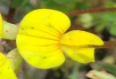 flower : nom scientifique : Lotus alpinus (Ser.) Schleich. ex Ramond , Lotus , Fabaceae