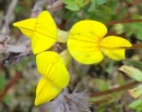 flower : nom scientifique : Lotus alpinus (Ser.) Schleich. ex Ramond , Lotus , Fabaceae