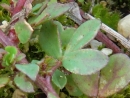 leaf : nom scientifique : Lotus alpinus (Ser.) Schleich. ex Ramond , Lotus , Fabaceae