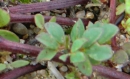 stemleaf : nom scientifique : Lotus alpinus (Ser.) Schleich. ex Ramond , Lotus , Fabaceae