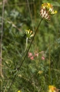 whole  : nom scientifique : Anthyllis vulneraria L. , Anthyllis , Fabaceae 