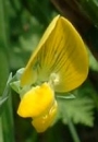 flower  : nom scientifique : Lathyrus aphaca L. , Lathyrus , Fabaceae 