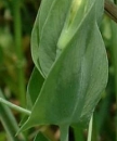 leaf  : nom scientifique : Lathyrus aphaca L. , Lathyrus , Fabaceae 