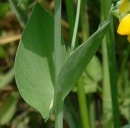 stemleaf  : nom scientifique : Lathyrus aphaca L. , Lathyrus , Fabaceae 