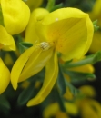 flower  : nom scientifique : Cytisus oromediterraneus Rivas Mart., T.E. DÃ­az, Fern. Prieto, Loidi & PeÃ±as , Cytisus , Fabaceae 