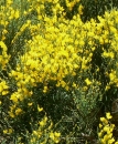 whole  : nom scientifique : Cytisus oromediterraneus Rivas Mart., T.E. DÃ­az, Fern. Prieto, Loidi & PeÃ±as , Cytisus , Fabaceae 