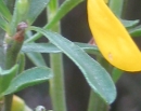 leaf  : nom scientifique : Cytisus oromediterraneus Rivas Mart., T.E. DÃ­az, Fern. Prieto, Loidi & PeÃ±as , Cytisus , Fabaceae 