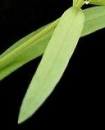 leaf  : nom scientifique : Linaria vulgaris Mill. , Linaria , Plantaginaceae 