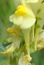 flower  : nom scientifique : Linaria vulgaris Mill. , Linaria , Plantaginaceae 