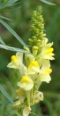 flower  : nom scientifique : Linaria vulgaris Mill. , Linaria , Plantaginaceae 