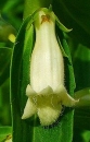 flower  : nom scientifique : Digitalis lutea L. , Digitalis , Plantaginaceae 