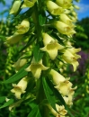 flower  : nom scientifique : Digitalis lutea L. , Digitalis , Plantaginaceae 