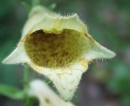 flower  : nom scientifique : Digitalis grandiflora Mill. , Digitalis , Plantaginaceae 