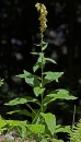 whole  : nom scientifique : Digitalis grandiflora Mill. , Digitalis , Plantaginaceae 