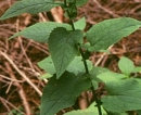 stemleaf  : nom scientifique : Doronicum austriacum Jacq. , Doronicum , Asteraceae 